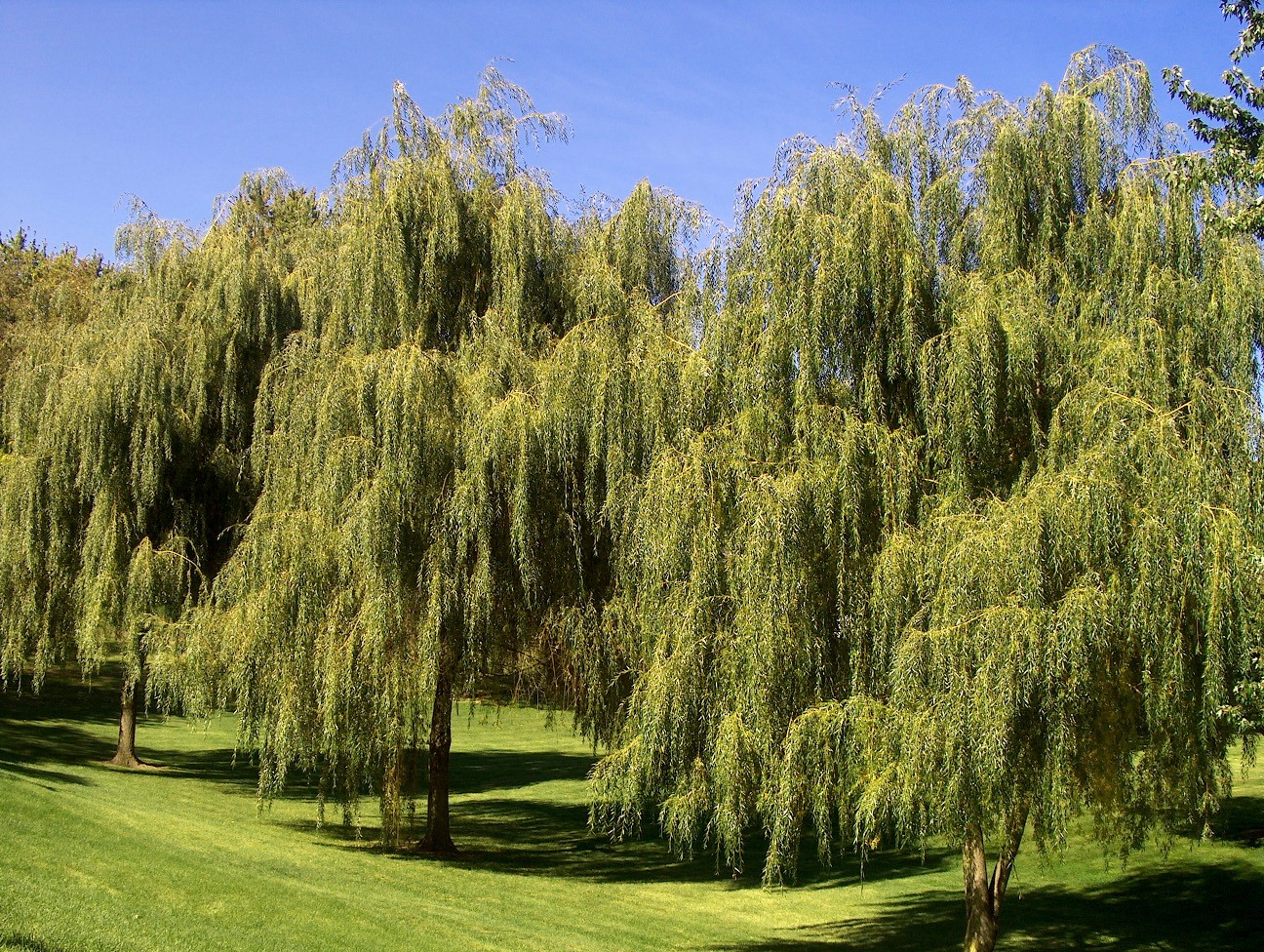 Willow onlineplantguide